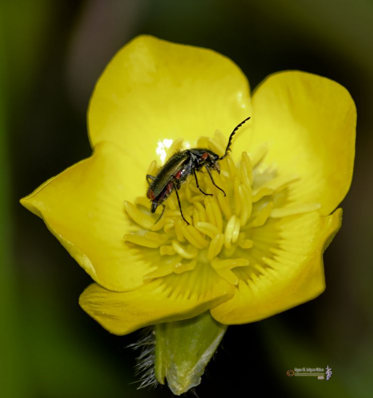 Escarabajo de las flores.jpg